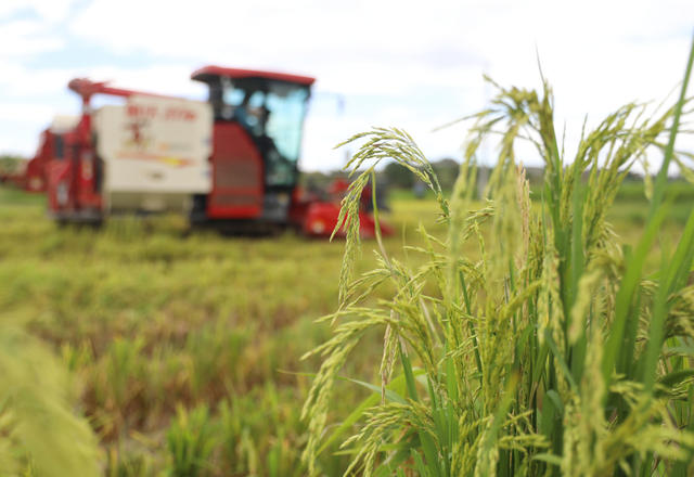 早稻 收割