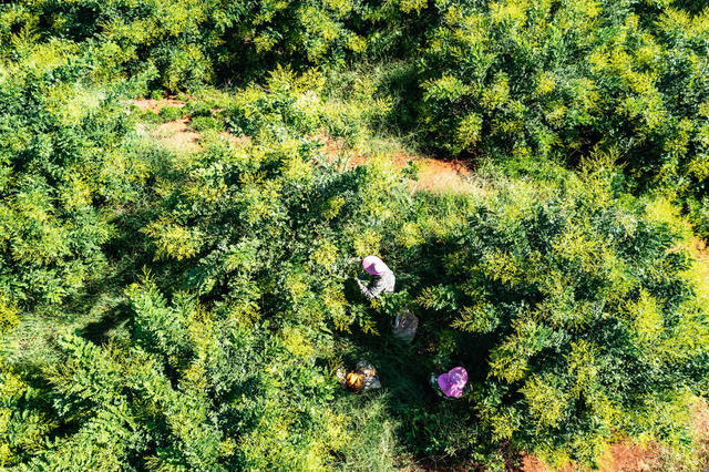 金槐  抢收  增收