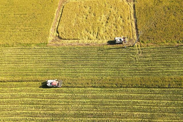 双抢  种粮大户  农机  规模  流转  丰收  双季稻