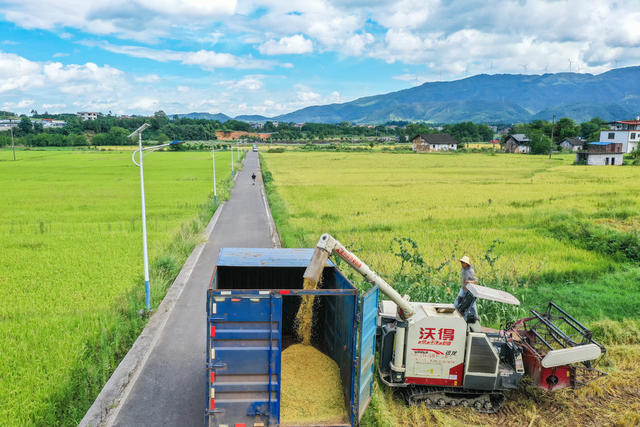 双抢 农忙 水稻 早稻 丰收 农机 农业