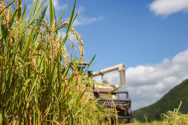 双抢 农忙 水稻 早稻 丰收 农机 农业