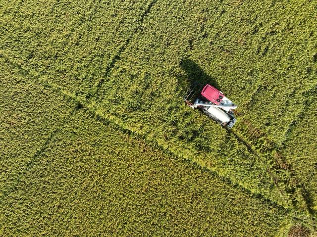 双抢
早稻
晚稻
道县