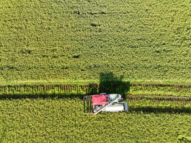双抢
早稻
晚稻
道县