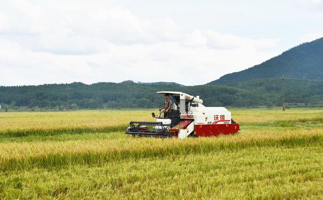  盛夏忙“双抢”