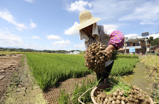 双抢时节 早稻丰收 抢抓晚稻 农业产业 丰收画卷