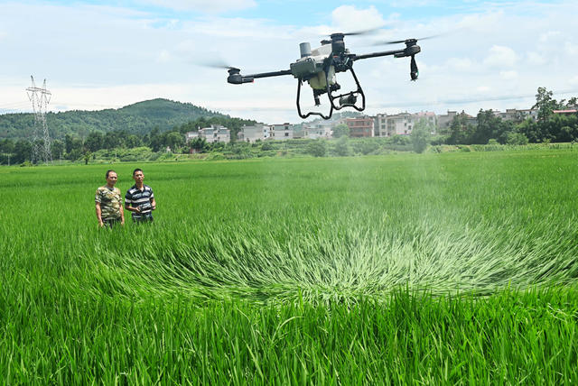 洪水，抗洪救灾，自救互救，党员，干部，灾后重建，水稻，植保无人机，杀菌消毒，田间管理