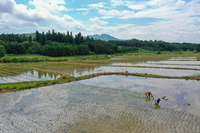 湖南 新田 冒酷暑 忙“双抢”