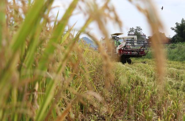 大暑 早稻 丰收