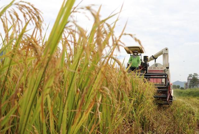 大暑 早稻 丰收