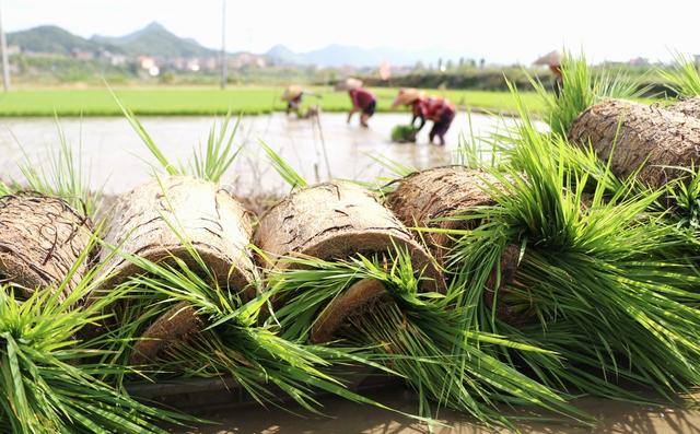 大暑 早稻 丰收