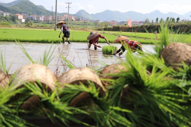 大暑 早稻 丰收