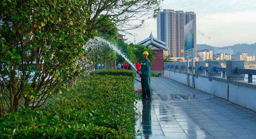 为绿化带  浇水“解渴”