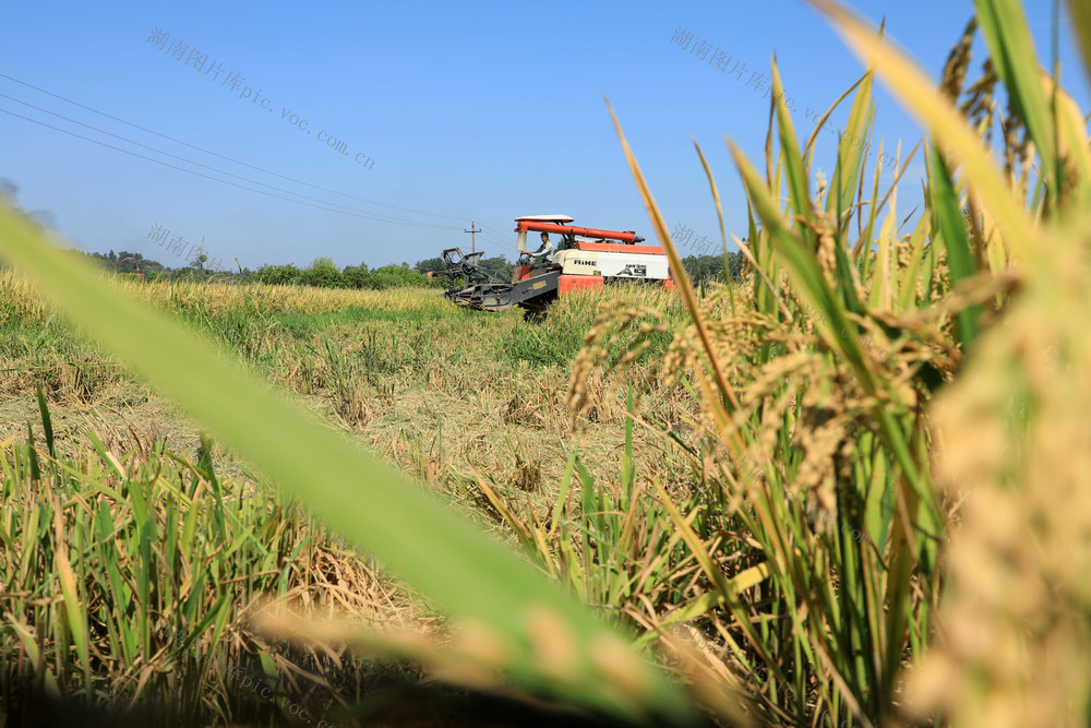 湖南邵东  早稻  丰收  收割  夏日  田间  双抢 农民