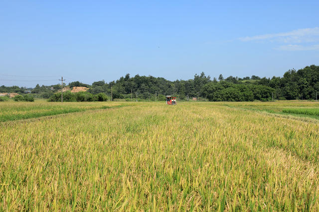 湖南邵东  早稻  丰收  收割  夏日  田间  双抢 农民