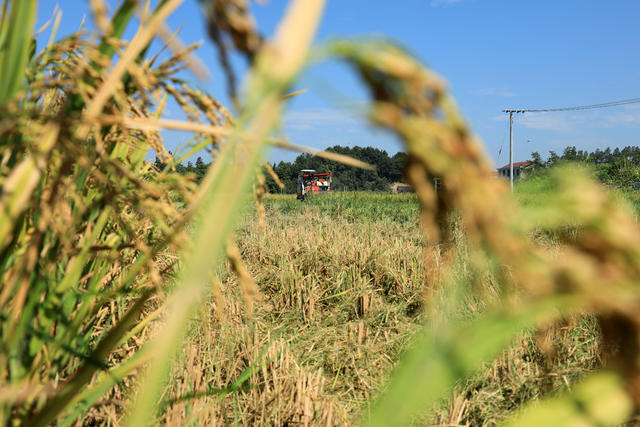 湖南邵东  早稻  丰收  收割  夏日  田间  双抢 农民