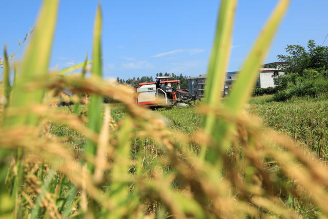 湖南邵东  早稻  丰收  收割  夏日  田间  双抢 农民