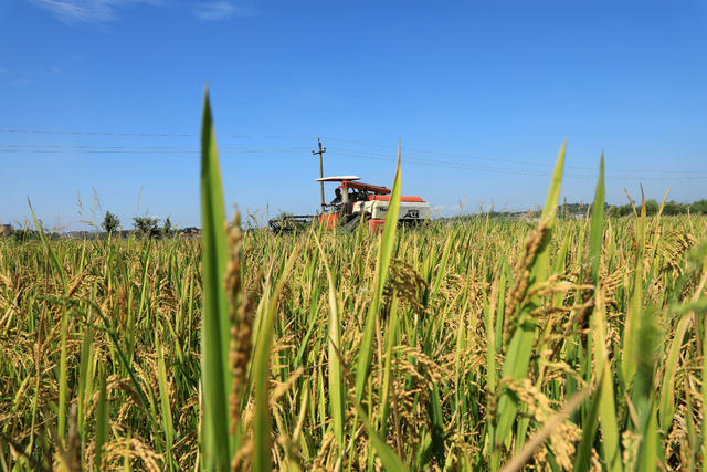 湖南邵东  早稻  丰收  收割  夏日  田间  双抢 农民