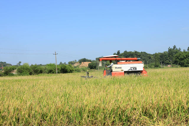 湖南邵东  早稻  丰收  收割  夏日  田间  双抢 农民