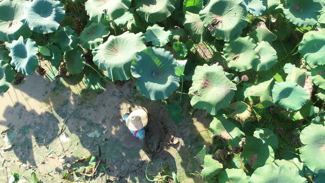 莲藕  荷花经济  合作社  经济建设  产业发展  农民增收  乡村振兴  农业农村