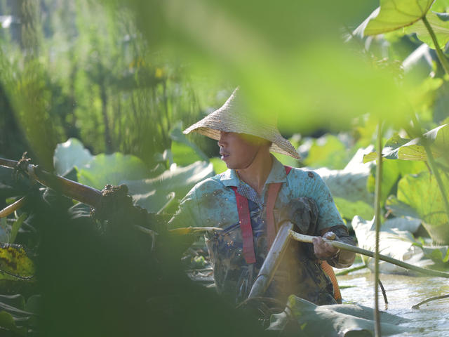 莲藕  荷花经济  合作社  经济建设  产业发展  农民增收  乡村振兴  农业农村