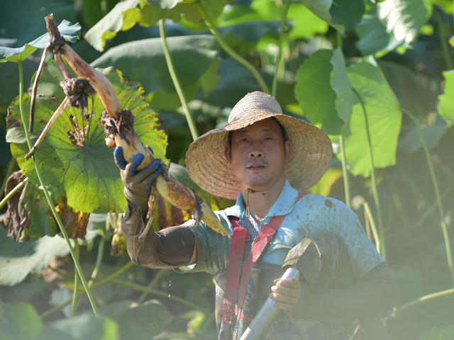 莲藕  荷花经济  合作社  经济建设  产业发展  农民增收  乡村振兴  农业农村