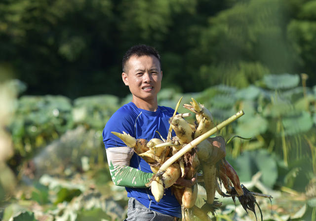 莲藕  荷花经济  合作社  经济建设  产业发展  农民增收  乡村振兴  农业农村