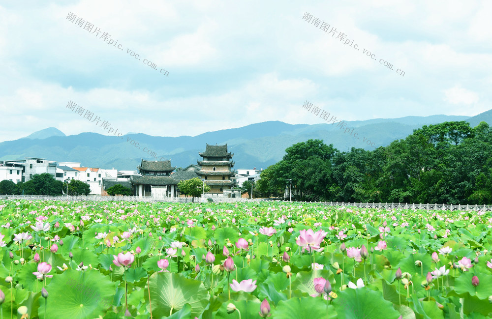 “荷美”乡村