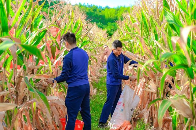 消防 志愿服务 帮收玉米 青年突击队 为民服务 幸福感 满意度 获得感