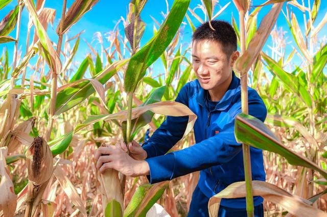 消防 志愿服务 帮收玉米 青年突击队 为民服务 幸福感 满意度 获得感
