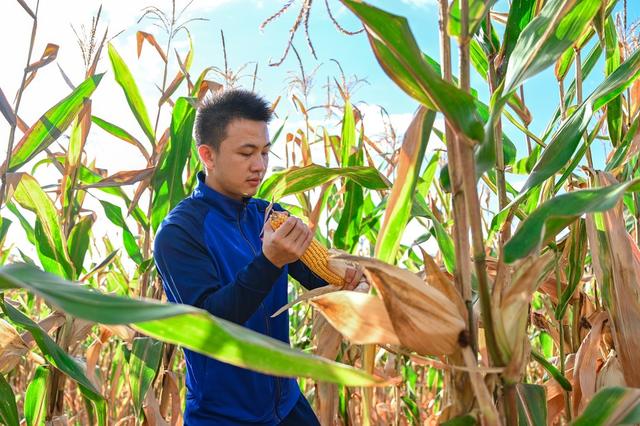 消防 志愿服务 帮收玉米 青年突击队 为民服务 幸福感 满意度 获得感