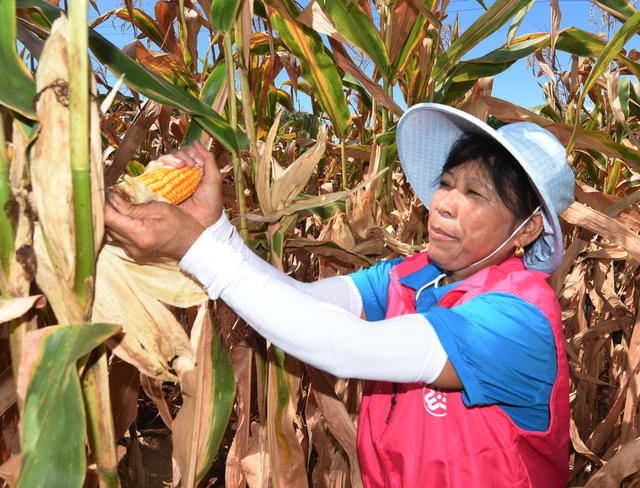 嘉禾：巾帼小分队 乡村助农忙