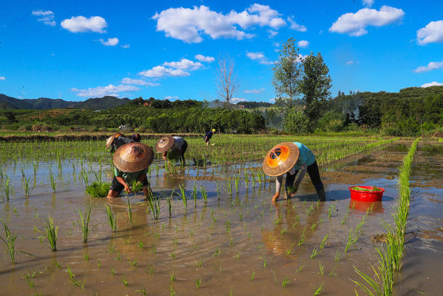 水稻  制种  插秧  云端  生态