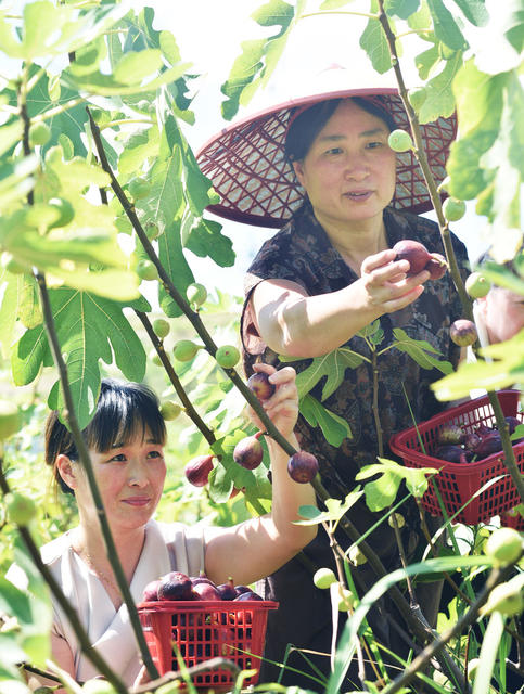 嘉禾：无花果  致富果