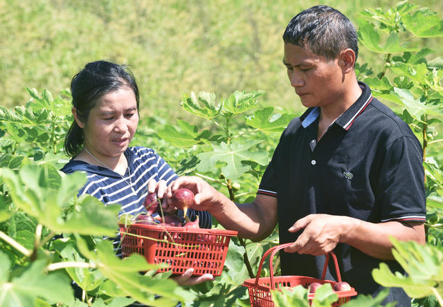 嘉禾：无花果  致富果