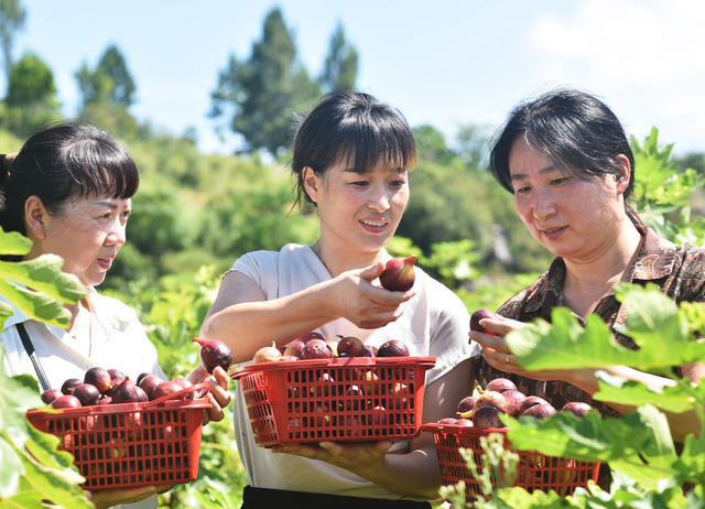 嘉禾：无花果  致富果