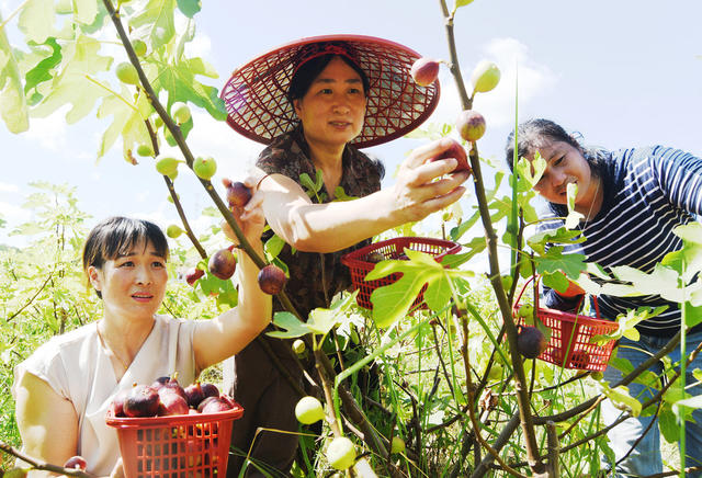 嘉禾：无花果  致富果
