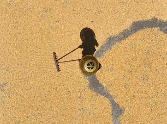 玉米
丰收
道县