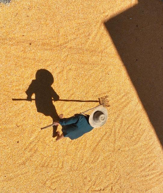 玉米
丰收
道县