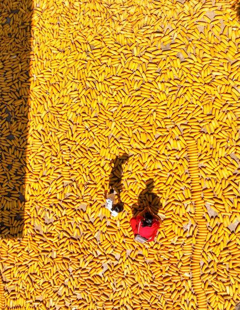 玉米
丰收
道县