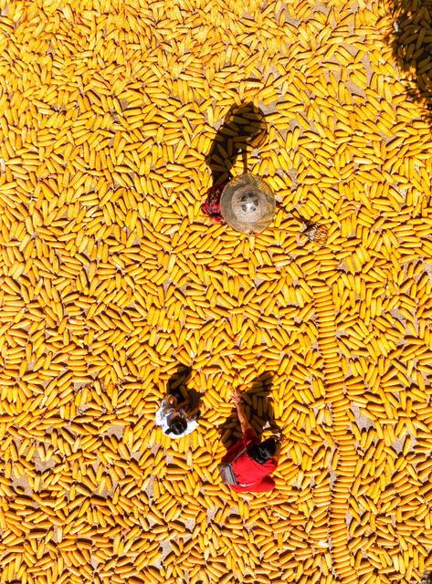 玉米
丰收
道县