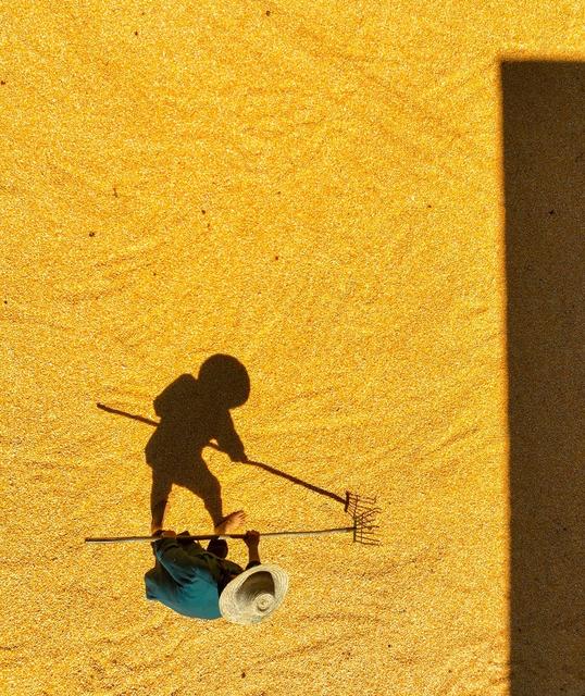 玉米
丰收
道县