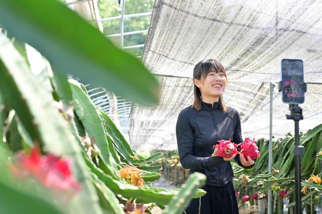 火龙果  乡村振兴  集体经济  岗位  就业  增收