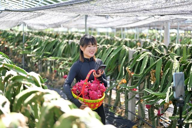 火龙果  乡村振兴  集体经济  岗位  就业  增收