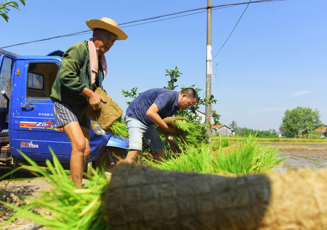 双抢  高温酷暑  晚稻移栽  机械化  插秧机