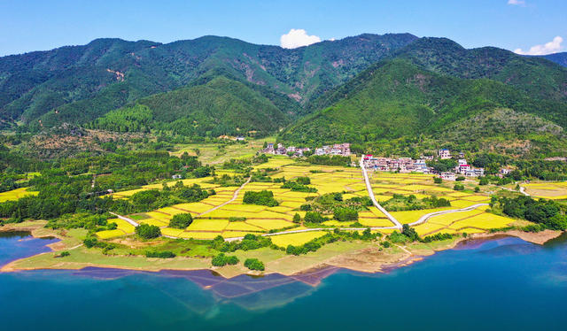 水稻  丰收  乡村  画卷  收割