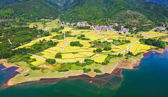 水稻  丰收  乡村  画卷  收割