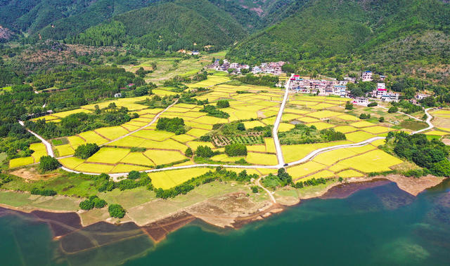 水稻  丰收  乡村  画卷  收割