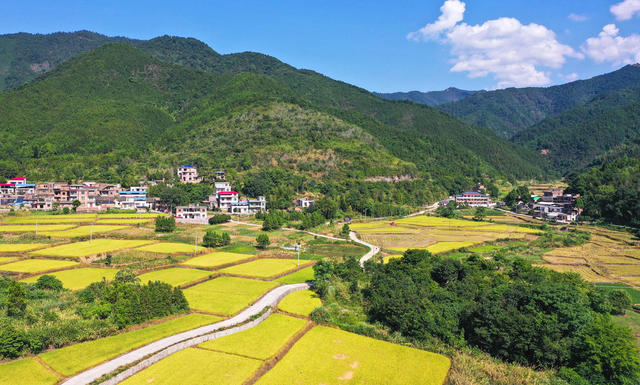水稻  丰收  乡村  画卷  收割