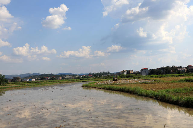 夏日 双抢  农民  农机  农田  高温  劳作