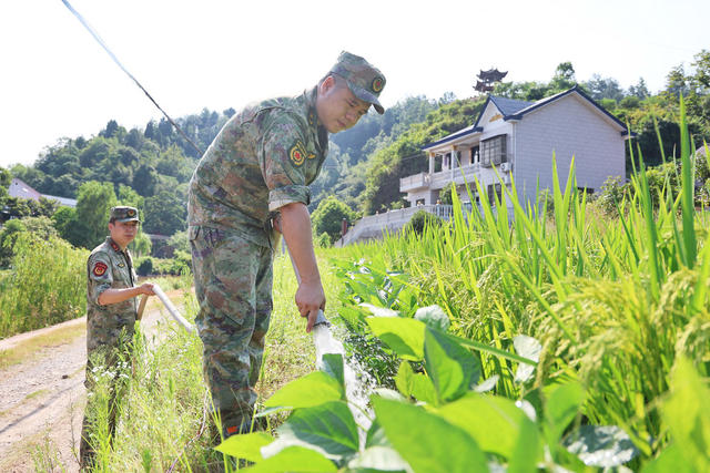 抗旱 输水 保田 水稻